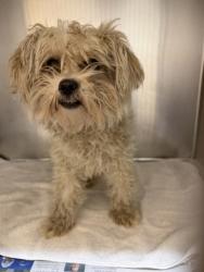 Shelter Stray Female Dog last seen Red Bird Park on Red Bird, Duncanville, TX, 1150 E Pleasant Run Rd, Cedar Hill, TX 75104, USA