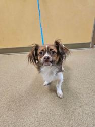 Shelter Stray Male Dog last seen Beltline between Joe Pool Lake, towards Walmart, Cedar Hill, TX, 1150 E Pleasant Run Rd, Cedar Hill, TX 75104, USA