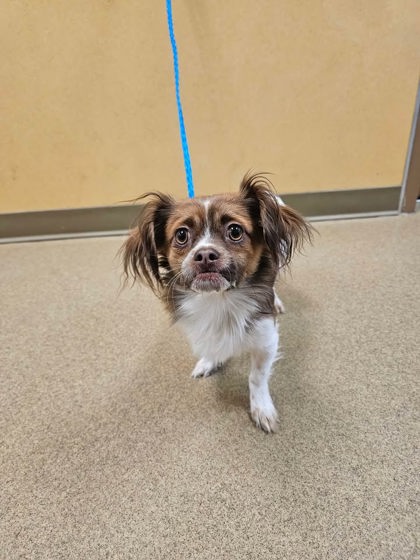 Shelter Stray Male Dog last seen Beltline between Joe Pool Lake, towards Walmart, Cedar Hill, TX, 1150 E Pleasant Run Rd, Cedar Hill, TX 75104, USA