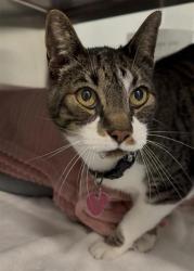 Shelter Stray Male Cat last seen Near Block NW and 89th, Seattle, WA, 2061 15th Ave W, Seattle, WA 98119, USA
