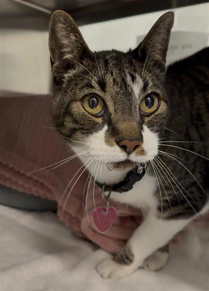 Shelter Stray Male Cat last seen Near Block NW and 89th, Seattle, WA, 2061 15th Ave W, Seattle, WA 98119, USA