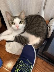 Lost Female Cat last seen Bayshore Landing and Spa Rd, Annapolis, MD 21403
