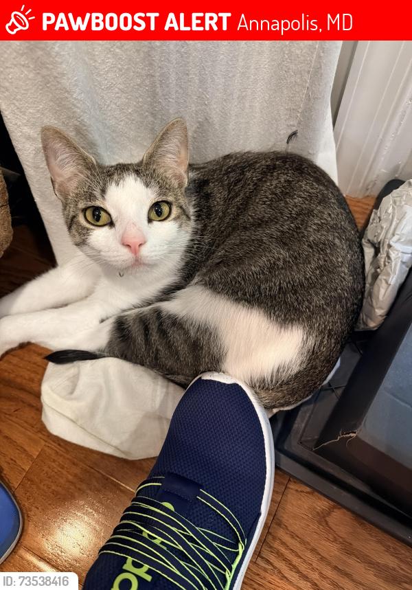 Lost Female Cat last seen Bayshore Landing and Spa Rd, Annapolis, MD 21403