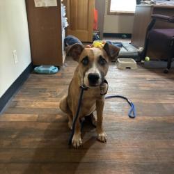 Shelter Stray Male Dog last seen Old Reliance and S FM 2038, Brazos County, TX, 5359 Leonard Rd, Bryan, TX 77807, USA