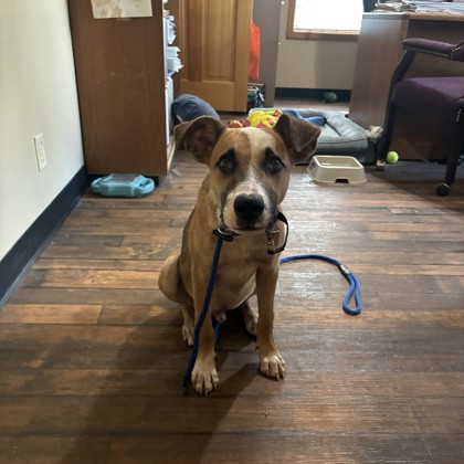 Shelter Stray Male Dog last seen Old Reliance and S FM 2038, Brazos County, TX, 5359 Leonard Rd, Bryan, TX 77807, USA