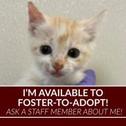 Shelter Stray Female Cat last seen Luther St. / Harvey Mitchel Pkwy S., Texas A&M University, TX, 5359 Leonard Rd, Bryan, TX 77807, USA