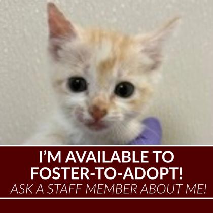 Shelter Stray Female Cat last seen Luther St. / Harvey Mitchel Pkwy S., Texas A&M University, TX, 5359 Leonard Rd, Bryan, TX 77807, USA