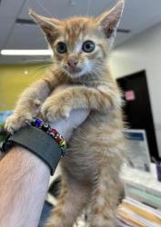 Shelter Stray Male Cat last seen Near Glenwood Ave SE, Atlanta, GA, 1251 Fulton Industrial Blvd NW, Atlanta, GA 30336, USA