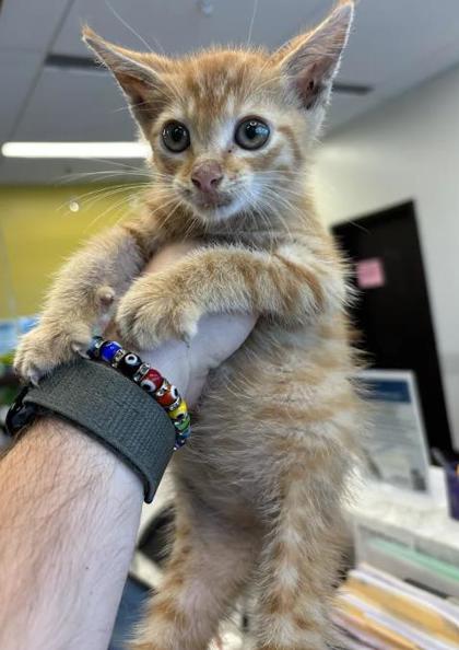 Shelter Stray Male Cat last seen Near Glenwood Ave SE, Atlanta, GA, 1251 Fulton Industrial Blvd NW, Atlanta, GA 30336, USA