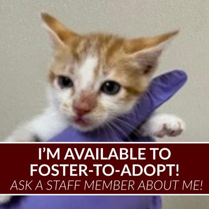 Shelter Stray Male Cat last seen Luther St. / Harvey Mitchel Pkwy S., Texas A&M University, TX, 5359 Leonard Rd, Bryan, TX 77807, USA