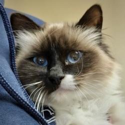 Shelter Stray Female Cat last seen Near Douglas St MV 98273, Mount Vernon, WA, 18911 Kelleher Rd, Burlington, WA 98233, USA