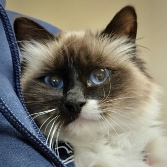 Shelter Stray Female Cat last seen Near Douglas St MV 98273, Mount Vernon, WA, 18911 Kelleher Rd, Burlington, WA 98233, USA