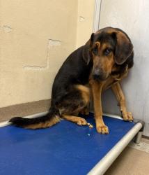 Shelter Stray Male Dog last seen Near CHamblee Tucker Rd Tucker GA 30084, 30084, GA, 3280 Chamblee Dunwoody Rd, Chamblee, GA 30341, USA