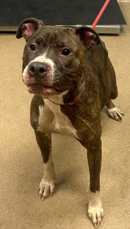 Shelter Stray Female Dog last seen Near Summit Creek Dr 2102, 30083, GA, 3280 Chamblee Dunwoody Rd, Chamblee, GA 30341, USA