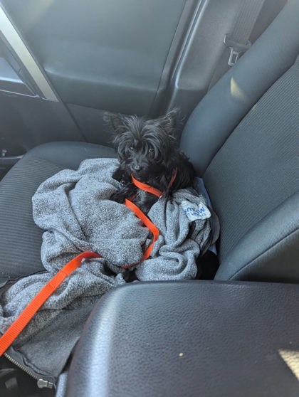 Shelter Stray Female Dog last seen Near division st, City of Knoxville GP, TN, 3201 Division St, Knoxville, TN 37919, USA