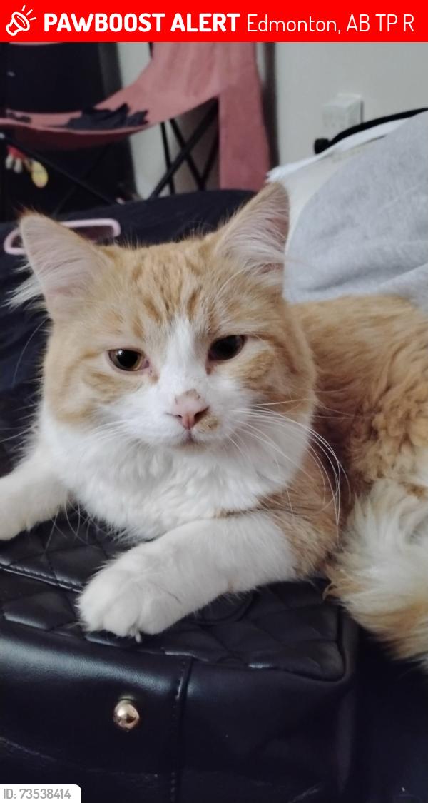 Lost Male Cat last seen Near, Edmonton, AB T5P 2R3