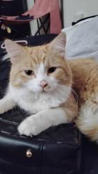 Lost Male Cat last seen Near, Edmonton, AB T5P 2R3