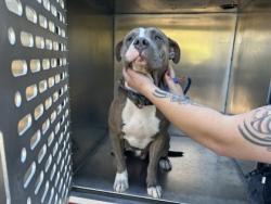 Shelter Stray Male Dog last seen Near TRINITY PARK DR, West District,, 355 Hillshire Dr, Haslet, TX 76052, USA