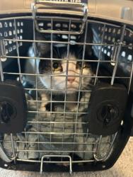 Shelter Stray Female Cat last seen , , TX, 355 Hillshire Dr, Haslet, TX 76052, USA