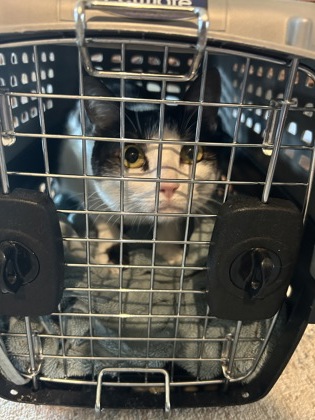 Shelter Stray Female Cat last seen , , TX, 355 Hillshire Dr, Haslet, TX 76052, USA