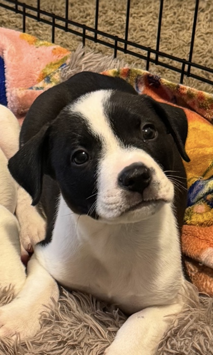 Shelter Stray Male Dog last seen Near E 30th St Unit 1W, 64109, MO, 7077 Elmwood Ave, Kansas City, MO 64132, USA