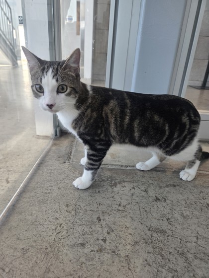Shelter Stray Male Cat last seen , , TX, 355 Hillshire Dr, Haslet, TX 76052, USA