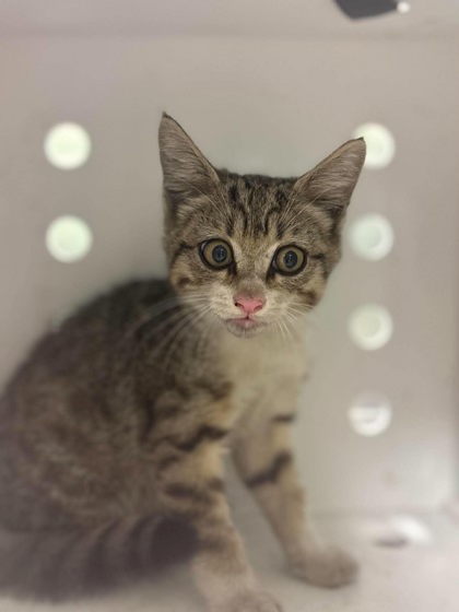 Shelter Stray Male Cat last seen Near W Loop 281, Longview, City of, TX, 303 H G Mosley Pkwy, Longview, TX 75604, USA