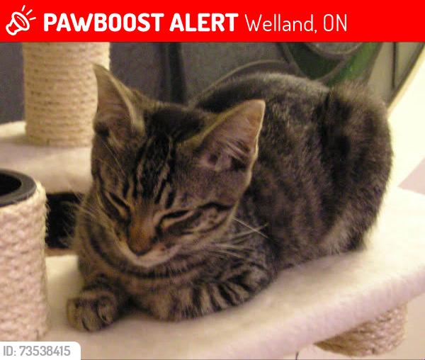 Lost Female Cat last seen TRAIN TRACKS IN SNAKE VALLEY, Welland, ON 