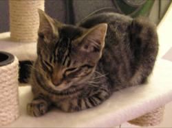 Lost Female Cat last seen TRAIN TRACKS IN SNAKE VALLEY, Welland, ON 