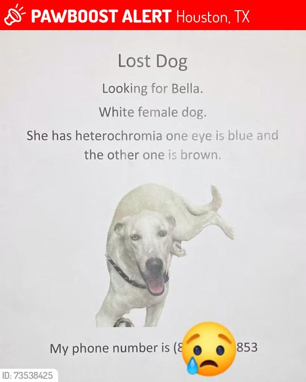 Lost Female Dog last seen Near Renwick Dr, Houston, TX 77035