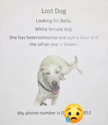 Lost Female Dog last seen Near Renwick Dr, Houston, TX 77035