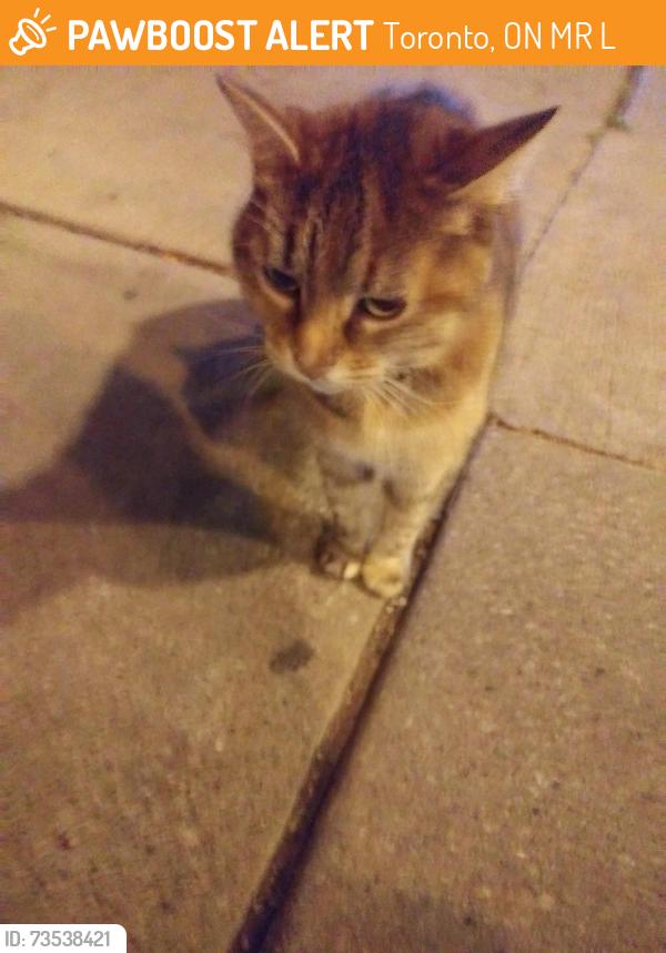 Found/Stray Unknown Cat last seen Found on the corner of Roncesvalles and Fern Avenue. It crossed the street., Toronto, ON M6R 2L7