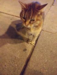 Found/Stray Unknown Cat last seen Found on the corner of Roncesvalles and Fern Avenue. It crossed the street., Toronto, ON M6R 2L7