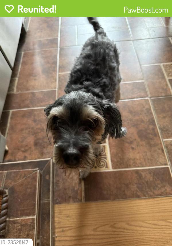 Reunited Female Dog last seen 27th Avenue and Indian School Road, Phoenix, AZ 85017