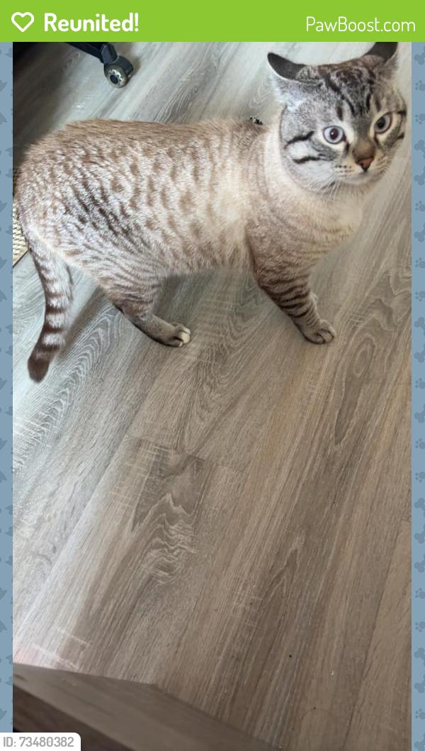 Reunited Male Cat last seen waterloo 520 parkside dr, Waterloo, ON N2L 5E3