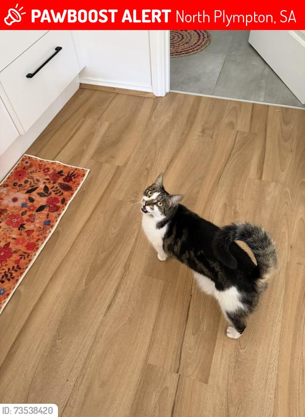 Lost Female Cat last seen Park Tce, North Plympton, SA 5037