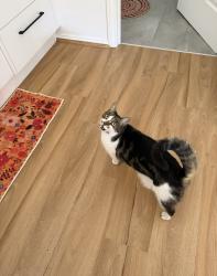 Lost Female Cat last seen Park Tce, North Plympton, SA 5037