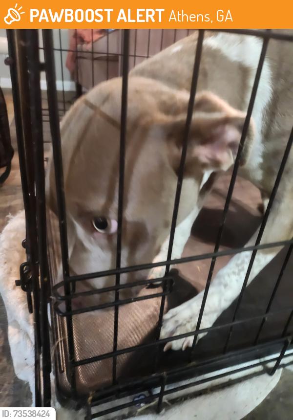 Found/Stray Female Dog last seen Ruth Street and Cherry Ln, Athens, GA 30601
