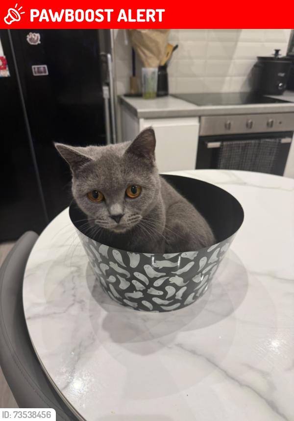 Lost Female Cat last seen St David’s road, Greater Manchester, England SK8 2HJ