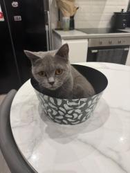Lost Female Cat last seen St David’s road, Greater Manchester, England SK8 2HJ