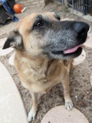 Reunited Male Dog last seen Shea boulevard, Phoenix, AZ 85028