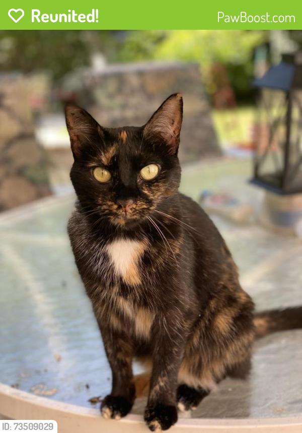 Reunited Female Cat last seen S V Street between Jenny Lind and S Greenwood, Fort Smith, AR 72901