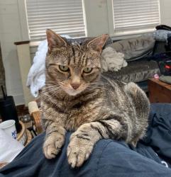 Reunited Male Cat last seen Colonial Lake Park, Charleston, SC 29401