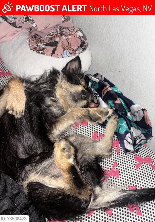 Lost Male Dog last seen Near ona marie ave, North Las Vegas, NV 89032