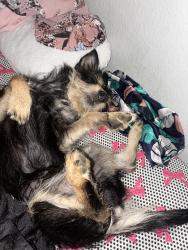 Lost Male Dog last seen Near ona marie ave, North Las Vegas, NV 89032