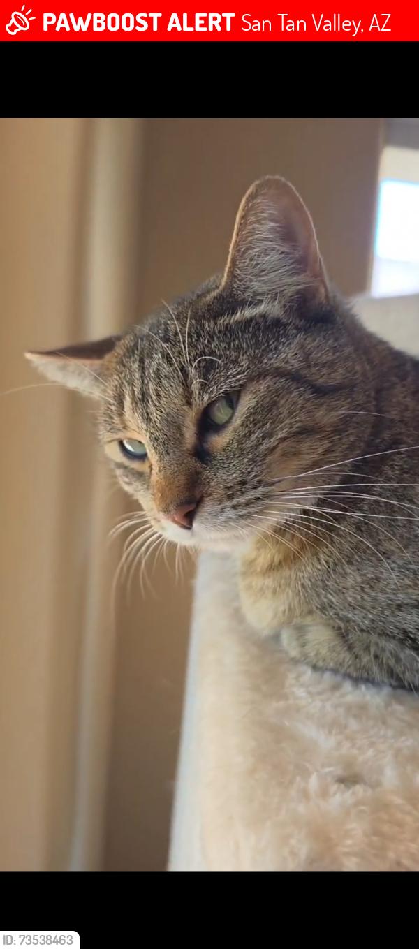 Lost Female Cat last seen Schnepf and Combs, San Tan Valley, AZ 85140