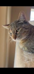 Lost Female Cat last seen Schnepf and Combs, San Tan Valley, AZ 85140