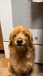 Lost Male Dog last seen Lake crescent pines, Clermont, FL 34711
