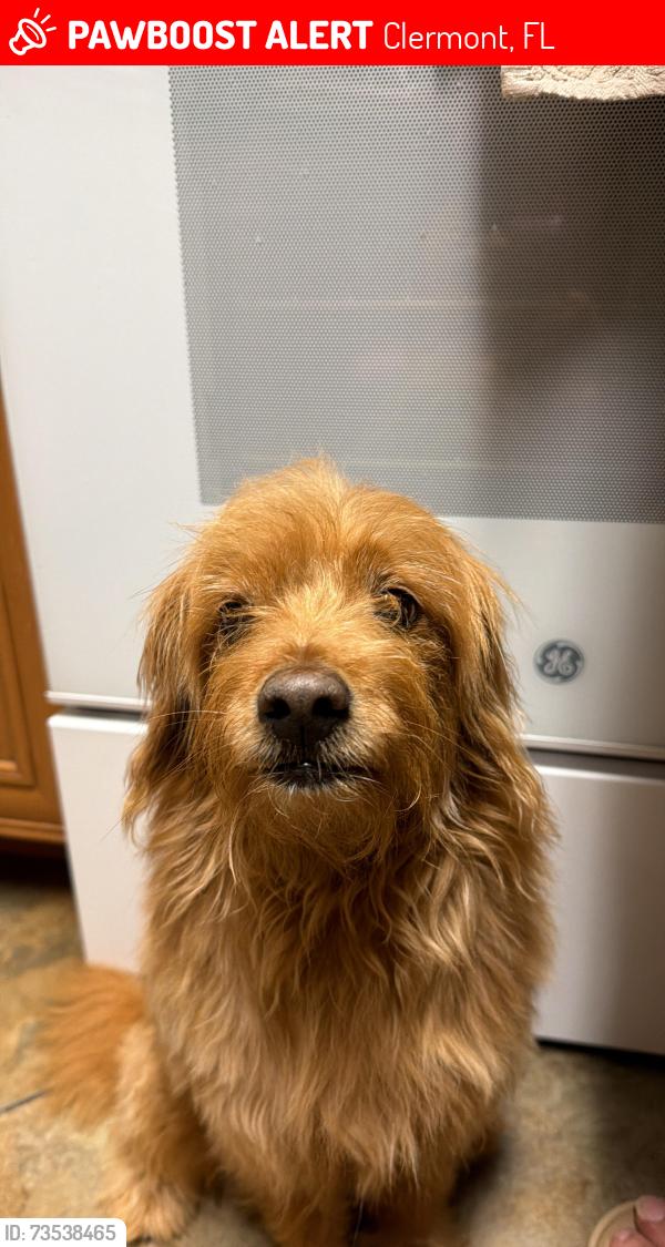 Lost Male Dog last seen Lake crescent pines, Clermont, FL 34711