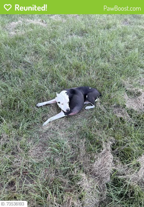 Reunited Male Dog last seen Near Highway 468 / Highway 18 in Brandonn, MS 39042, Brandon, MS 39042
